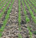 These are no-tillage soybean plots with corn residue.