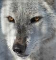 Fear and caring are driving the wolf-hunting debate.