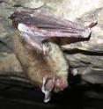 This is an image of a northern long-eared bat affected by white-nose syndrome.