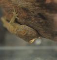 This is a photo of a tokay gecko clinging to a vertical surface.