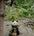 This image shows a panda eating in China's Wolong Nature Reserve. Pandas habitat choices center around the ready availability of bamboo -- lots of bamboo.