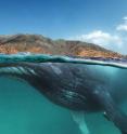 A whale named 'Spitfire' swims in the waters off the island of Hallaniyah in southern Oman. Scientists from WCS, AMNH, and the Environment Society of Oman have found that humpback whales inhabiting the Arabian Sea are the most genetically distinct humpback whales in the world and may be the most isolated whale population on earth.