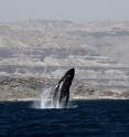 A whale breaches close to the Southern Omani town of Hasik -- an Arabian Sea hotspot favored by breeding whales. Arabian Sea humpback whales do not migrate (unusual for a highly migratory species) and have remained separate from other humpback whale populations for perhaps 70,000 years.