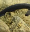 Electric eels deliver Taser-like shocks.