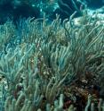 A new study on tropical shallow-water soft corals, known as gorgonians, found that the species were able to calcify and grow under elevated carbon dioxide concentrations. These results suggest that Caribbean gorgonian corals may be more resilient to the ocean acidification levels projected by the end of the 21st century than previously thought.