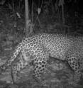 A leopard is captured in Neil Carter's motion-detected camera trap in Chitwan, Nepal.