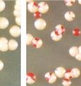 When colonies of baker's yeast cells that contain clumped prion proteins (colonies of white cells on left) are stressed by high temperatures, some can convert the aggregated prion proteins to the non-clumping form of the protein (red cells in the colonies the right).