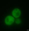 These yeast cells contain a prion protein that can change shape from a non-clumping form to one that aggregates into clumps called amyloids. Proteins in these cells have the non-clumping shape and are tagged with a marker that fluoresces green under UV light.