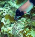 Once sheephead reach a large size they are able to eat urchins and more of them as researchers determined through an analysis of gut content.