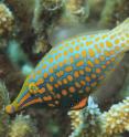 A filefish, pictured here, can create chemical camouflage by feeding on coral reefs.