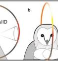 Lateral eyed birds like black birds, ducks or crows can discern the height of lateral sounds very precisely dependent to the sound volumes. Frontal eyed birds like the barn owl has specific hearing capacities for frontal sounds.