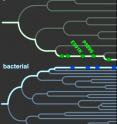 When bacteria that cause infectious diseases invade, the host starves the bacteria by hiding circulating iron, an essential nutrient it needs for survival, within the folds of a protein called transferrin. When the bacterial protein, TbpA, grasps hold of the primate protein, transferrin, it can steal transferrin's iron. Plotted on the primate family tree, transferrin has evolved mutations (green circles, green arrow points to most recent mutation) over evolutionary time that allow transferrin to evade TbpA. Plotted on a bacterial family tree, TbpA, in turn, has evolved mutations (blue circles, blue arrows points to most recent mutation) that again enable it to grasp hold of transferrin and steal it's iron. The evolutionary arms race has lasted 40 million years, highlighting the importance of the primate defense mechanism, called nutritional immunity, in the conflict between host and bacterial pathogen.