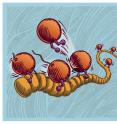 This illustration depicts an exotic mechanism by which a family of viruses named NNS RNA viruses may replicate to make copies of themselves, according to a University of Utah study. The family includes a livestock virus named VSV as well as viruses responsible for Ebola, measles, rabies and a common respiratory virus, RSV. The mechanism may serve as a target for new drugs against Ebola in five to 10 years. The yellowish strand is a viral genetic blueprint made of RNA and covered by bead-like proteins. The orange, ball-shaped objects are enzymes called polymerases, which normally read and copy the RNA to make new virus particles.  That process can begin only when some polymerases attach to the correct end of the RNA and start reading it, which the two polymerases on the left are doing. The other polymerases (the four on the right side) are attached to the protein-covered RNA but slide along it until they collide with the polymerases that already are reading the RNA. Those collisions kick sliding polymerases loose (top center) so they can float to the proper end of the RNA and start reading it. Researchers hope future drugs can be developed to target this sliding mechanism as a new treatment for Ebola.