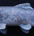This image shows the new trout species <i>Salmo kottelati</i>.