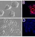 These are images of mouse embryonic stem cells which grow in a round colony of cells (A) and express Sox2 (B), shown in red.  Sox2 control region-deleted cells have lost the typical appearance of embryonic stem cells (C) and do not express Sox2 (D).  The DNA is shown in blue in B and D.