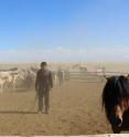 A man catches a domestic Mongolian horse with a lasso in Khomiin Tal, Mongolia.