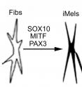 Dermal fibroblasts are directly reprogrammed to pigmented melanocytes by three transcription factors (SOX10, MITF and PAX3).