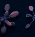 The buildup of fluorescent quantum dots in the leaves of Arabidopsis plants is apparent in this photograph of the plants under ultraviolet light.