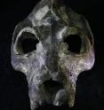 Using DNA extracted from the remains of extinct giant lemurs like this sloth lemur (genus <i>Palaeopropithecus</i>), researchers aim to better understand why Madagascar's largest lemurs were wiped out, and what makes some lemur species more vulnerable to hunting and habitat loss today.