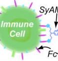 SyAMs recognize disease cells and bind with a specific protein on their surface. They also bind with a receptor on an immune cell.