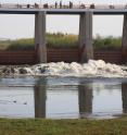 Water being released from Morelos Dam in the first environmental release of water to the Colorado River Delta. The Minute 319 pulse flow of water started March 23, 2014 and ended May 18, 2014.