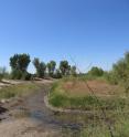 The light green plants that line the channel are cottonwood and willow seedlings that have sprouted since the pulse flow of water to the Colorado River Delta in spring 2014. The photo was taken four months after the pulse flow ended. This site, 88 km below Morelos Dam, was cleared of non-native vegetation and graded to promote river flow by the Sonoran Institute before the start of the pulse flow.