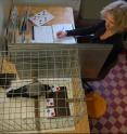 Russian researcher Anna Smirnova studies a crow making the correct selection during a relational matching trial.