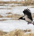 Study finds crows spontaneously solve higher-order relational-matching tasks.