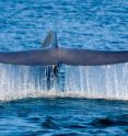 The flukes of a blue whale are as wide as the wingspan of a small airplane. Scientists examining the genetic makeup of blue whales in the southeastern Pacific have detected two distinct populations, important information for developing conservation plans for this endangered species.