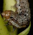 Despite extensive planting of transgenic cotton that produces two toxins active against the cotton bollworm (<i>Helicoverpa zea</i>), insecticide sprays against this voracious caterpillar pest have increased in the United States.