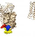 Differences between Bt toxins in the molecular region involved with binding to insect gut receptors (highlighted with colors) reduce cross-resistance between two distantly related toxins Cry1Aa on the left and Cry2Aa on the right.