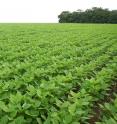 Soybeans grow near a forested area in the Brazilian state of Mato Grosso. Under the Soy Moratorium, major trading companies do not purchase soybeans produced in the Brazilian Amazon on recently deforested areas.