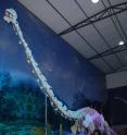 This shows the reconstructed skeleton of the newly-discovered dinosaur in the gallery of Qijiang Museum, China.