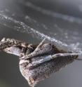 The "garden center spider" (<i>Uloborus plumipes</i>) combs and pulls its silk and builds up an electrostatic charge to create sticky filaments just a few nanometers thick. It could inspire a new way to make super long and strong nanofibers.