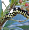 A monarch caterpillar munches on tropical milkweed in a garden at The Landings in Savannah, Ga., in January 2014.
