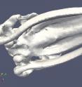 A simulation of a fin whale skull deforming due to the vibrations of a 250 Hz sound wave. Note that the motion depicted in this animation has been magnified to make it easier to see.