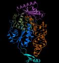 Researchers at Cold Spring Harbor Laboratory have uncovered a remarkable, new proofreading mechanism. In general, enzymatic machines are responsible for weeding out and correcting errors. But a team of scientists has found that the CCA-adding enzyme (shown here in blue, green, and pink) doesn't edit at all. Instead, the RNA (in orange) has a built-in mechanism that allows it to proofread itself.