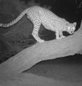 Research by scientists and conservationists from the Wildlife Conservation Society, the Zoological Society of London, and other groups published today in <i>PLOS ONE</i> shows that critically endangered Saharan cheetahs exist at incredibly low densities and require vast areas for their conservation. The research also offers some of the world's only photographs of this elusive big cat.