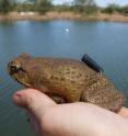 This is a cane toad with a tracking device attached at a dam in Australia.