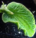 The rich green color of the photosynthesizing sea slug, <i>Elysia chlorotica</i>, helps to camouflage it on the ocean floor.