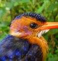 This African pygmy kingfisher is an insect-eating bird in Ethiopian forests. It was among 51 bird species netted by University of Utah researchers who found that shade coffee farms in Ethiopia -- the native home of Arabica coffee -- are good for birds, but that some species do best in forest.