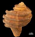 A 15-million-year-old fossil gastropod, Ecphora, from the Calvert Cliffs of southern Maryland is depicted. The golden brown color arises from the original shell-binding proteins and pigments preserved in the mineralized shell. Picture is provided courtesy of John Nance.