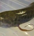 The lungfish ear is a good model for the ears of the first terrestrial vertebrates. A new study shows that they are capable of detecting airborne sound despite not having a tympanic middle ear.