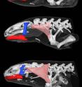 By scanning the animals in a CT scanner, the researchers were able to see how the ear structure changes during the metamorphosis in the axolotl. The 3-D figures here were based on the CT scannings. Pictured here are a young axolotl (above), an adult axolotl (middle) and an adult tiger salamander (below)