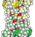 This is gramicidin, a membrane-spanning protein used to monitor lipid bilayer disruption in the Gramicidin-Based Fluorescence Assay.