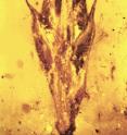 This grass spikelet from the middle Cretaceous is about 100 million years old, preserved in amber as the earliest fossil ever found of the evolution of grass, and is covered on its tip by the parasite ergot.