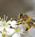 This is a bee investigating a flower.