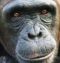 Kiki is a chimpanzee at Tchimpounga Chimpanzee Sanctuary in the Republic of Congo. A new study of chimpanzees and bonobos finds that humans aren't the only species susceptible to "glass half empty