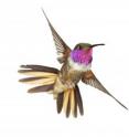 Male Bahama Woodstar (<i>Calliphlox evelynae)</i> is shown in flight. This species is found throughout the Bahamas except in Inagua, and has shorter tail-feathers than the Inagua Lyretail.