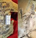 On the left are photos of the type specimen of <i>Docofossor</i> brachydactylus.  <i>Docofossor</i> was found in lake sediments of the Jurassic Ganggou fossil site in Hebei Province of China.  The fossil of <i>Docofossor</i> is preserved with dense and carbonized furs around its skeleton. On the right is the fossil of <i>Agilodocodon scansorius</i>. Found in lake sediments of the 165 million years old Daohugou Fossil Site of Inner Mongolia of China, <i>Agilodocodon scansorius</i> is preserved with a halo of dense, carbonized furs and hair impressions.  The horny claws on hands and feet are also preserved.